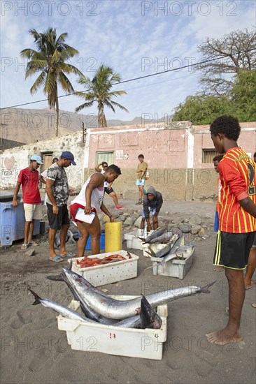 Locals cradle fish on the beach