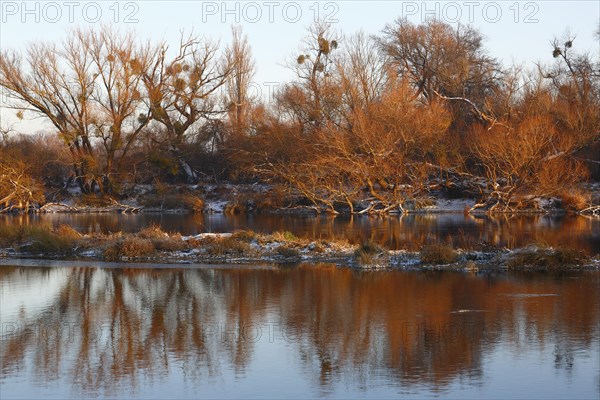 Gravel bank in the Mulde River in winter