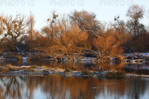 Gravel bank in the Mulde River in winter