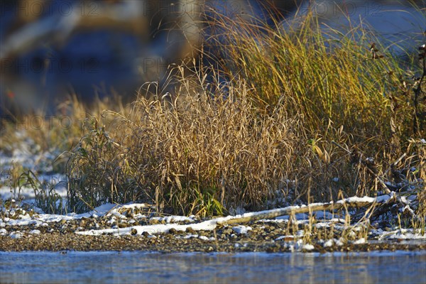 Gravel bank in the Mulde River in winter