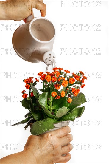Woman watering pots with a watering can