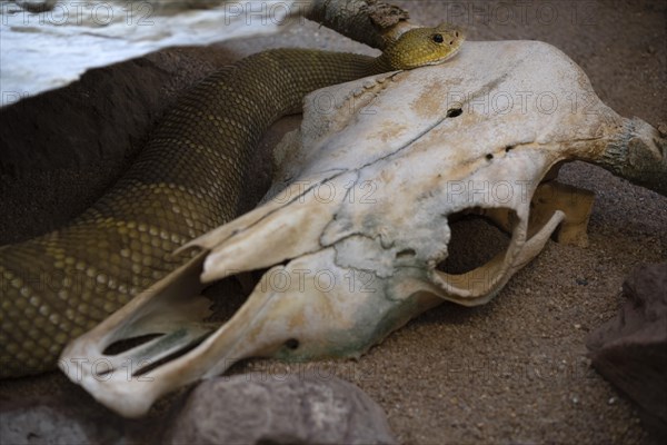 Venomous mexican west coast rattlesnake