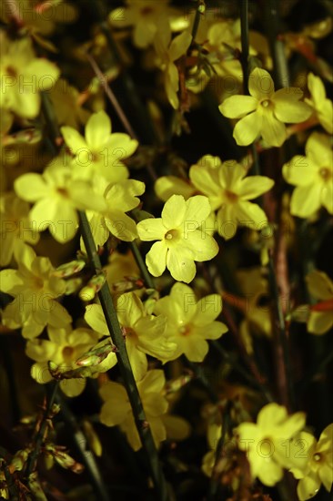 Winter jasmine