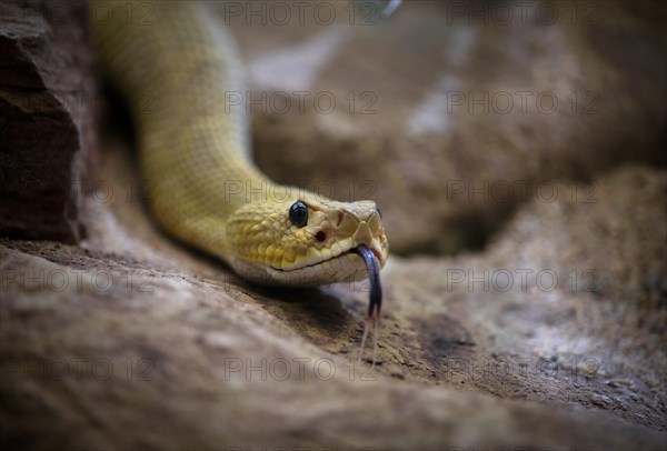 Venomous mexican west coast rattlesnake