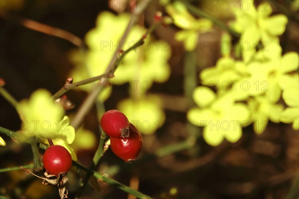 Rosehip and winter jasmine