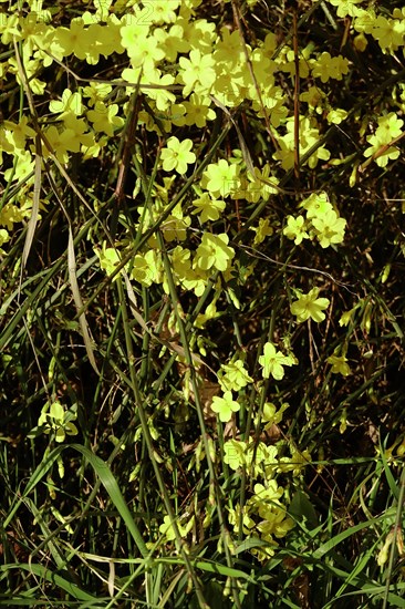 Winter jasmine