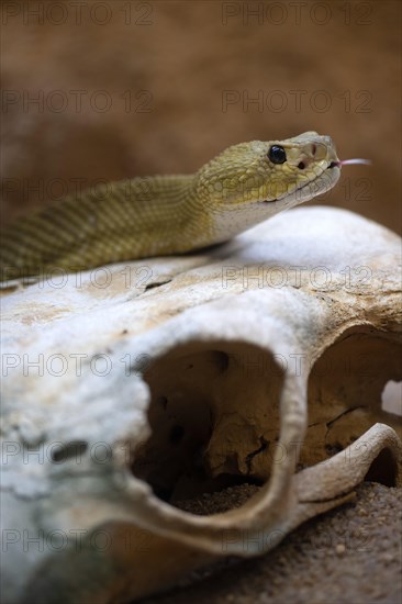 Venomous mexican west coast rattlesnake