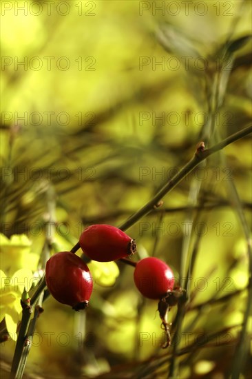 Rosehip and winter jasmine