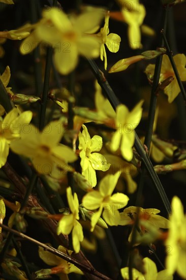 Winter jasmine