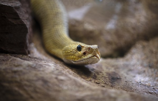 Venomous mexican west coast rattlesnake