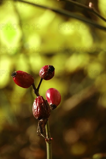 Rosehip and winter jasmine