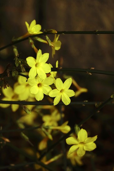 Winter jasmine