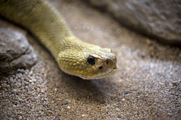 Venomous mexican west coast rattlesnake