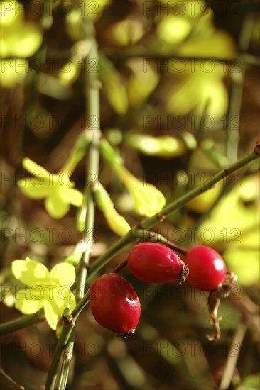 Rosehip and winter jasmine