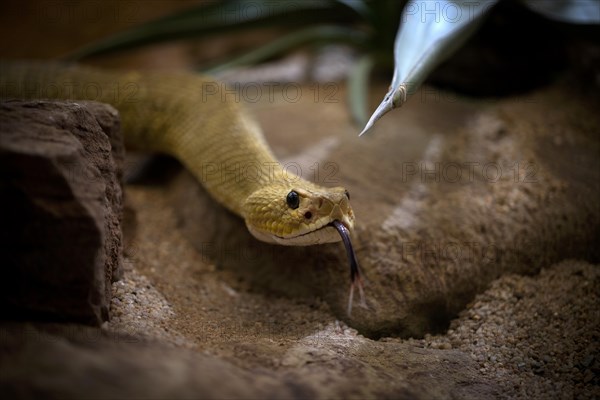 Venomous mexican west coast rattlesnake