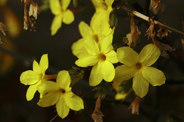 Winter jasmine