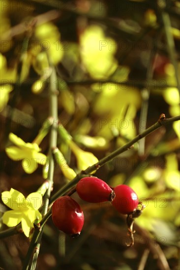 Rosehip and winter jasmine