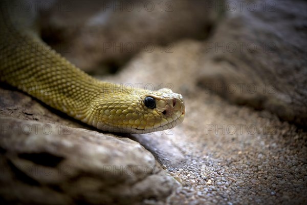 Venomous mexican west coast rattlesnake