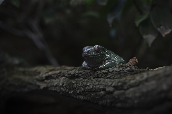 Coral-fingered tree frog