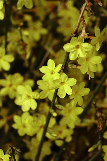 Winter jasmine