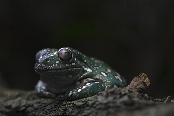 Coral-fingered tree frog