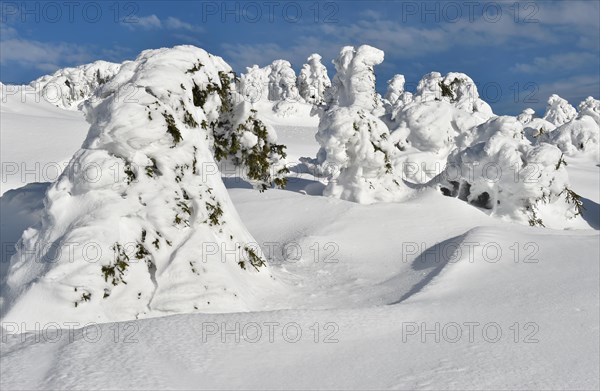 Icy and snowy forest on the Brocken