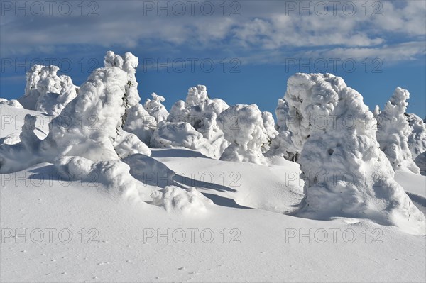 Icy and snowy forest on the Brocken