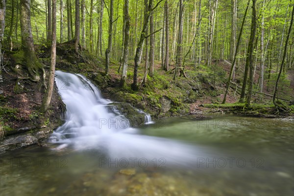 Cascades in the forest