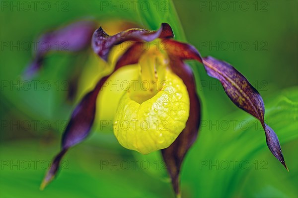 Yellow lady's slipper orchid