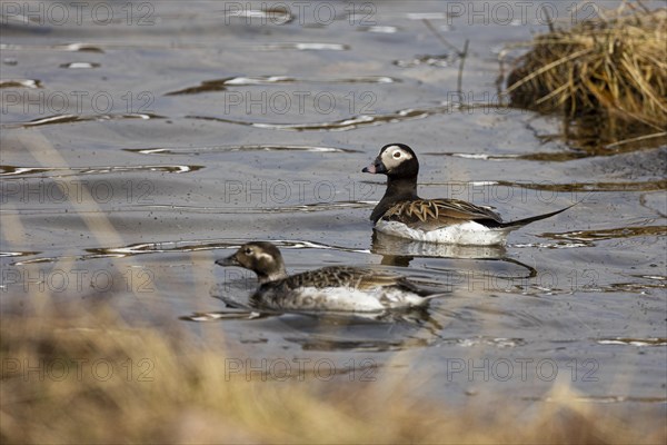 Long-tailed duck