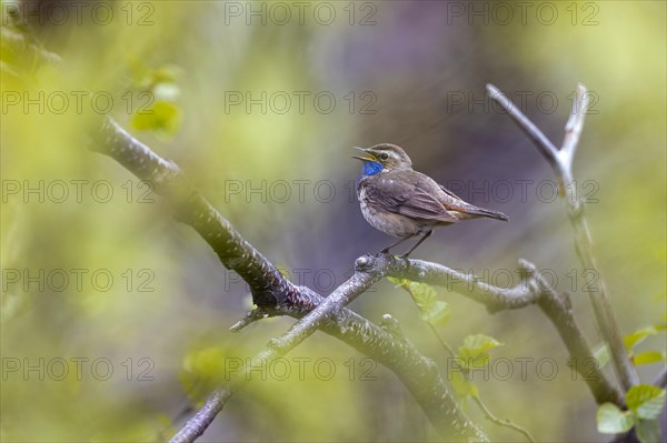 Red-spotted bluethroat