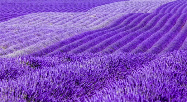 Gentle waves of lavender fields on the Palteau de Valensole