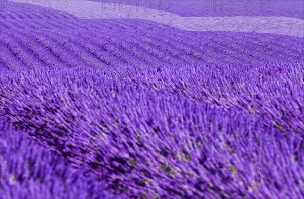 Gentle waves of lavender fields on the Palteau de Valensole