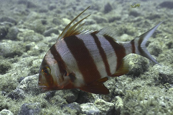 Sea bream Redbanded sea bream