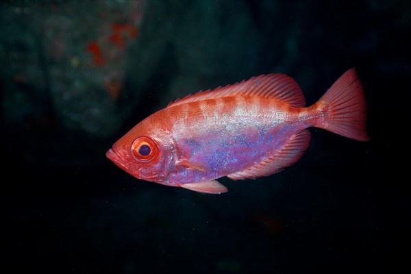 Bigeye glasseye snapper