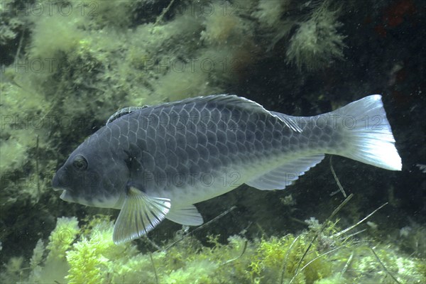 Mediterranean parrotfish