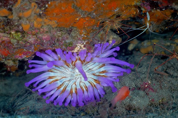 Purple club-tipped anemone