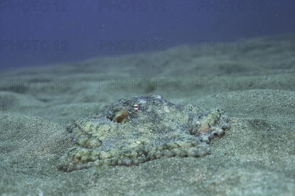 Common octopus