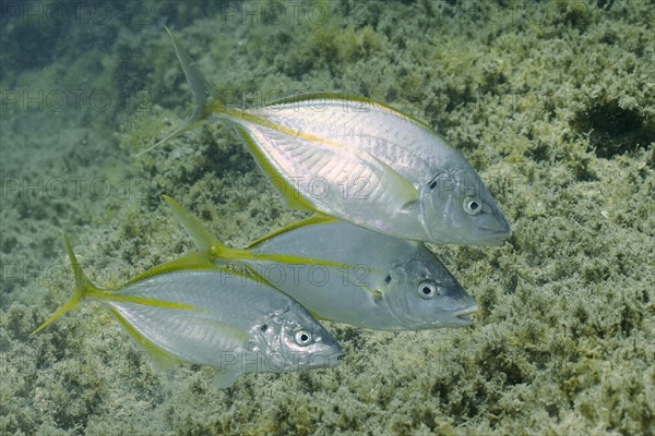 Group of white trevally