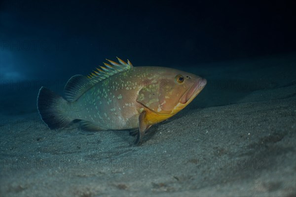 Dusky grouper