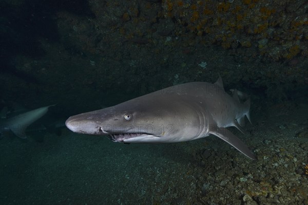 Sand tiger shark