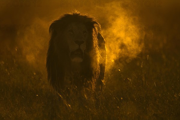 Backlit African male lion roaring at dawn in Masai Mara