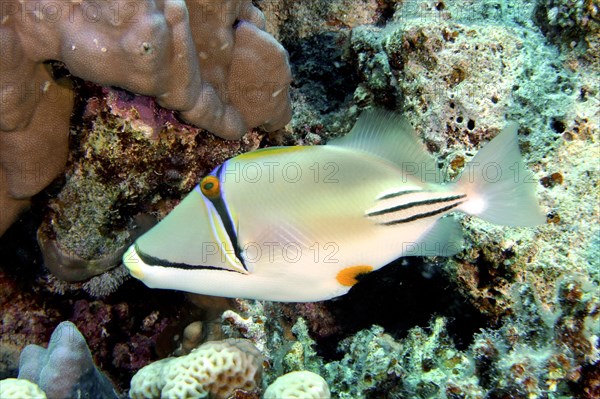 Arabian arabian picasso triggerfish