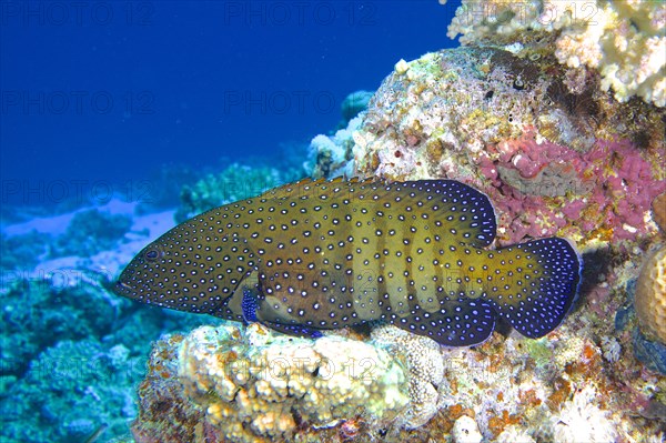 Bluespotted grouper