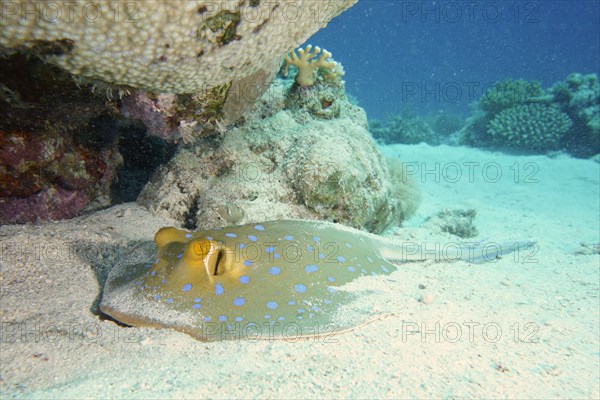 Bluespotted ribbontail ray