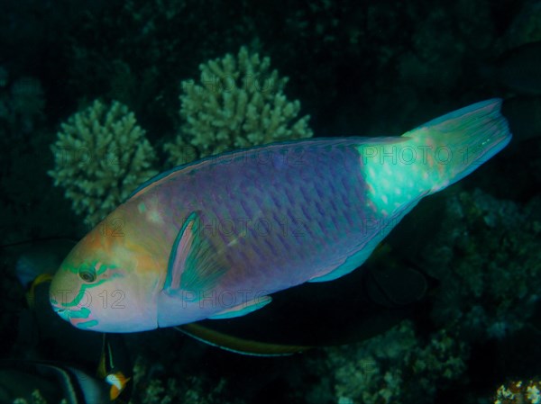 Bullethead parrotfish