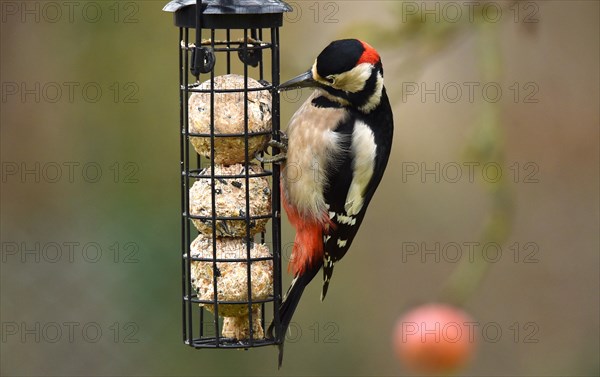 Great spotted woodpecker