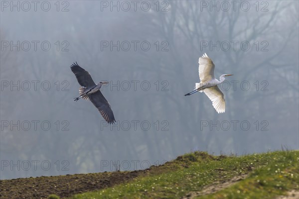 Grey heron