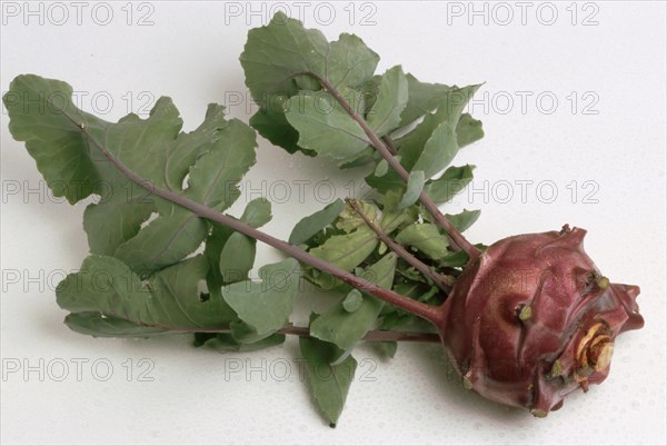 Blue kohlrabi