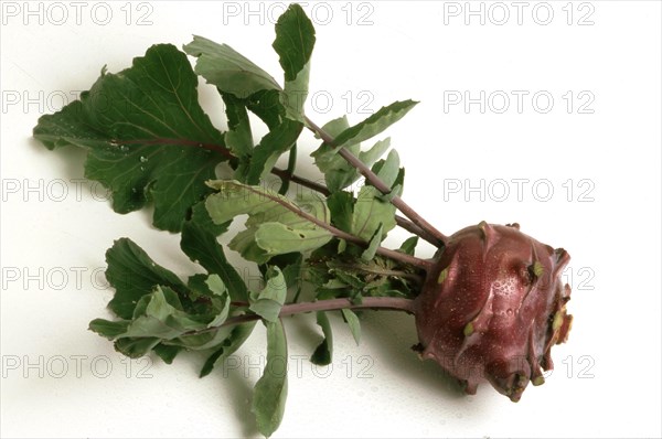 Blue kohlrabi